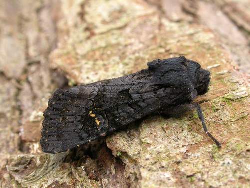 Black Rustic
