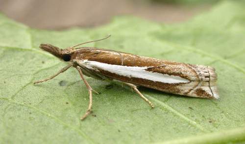 Crambus hamella