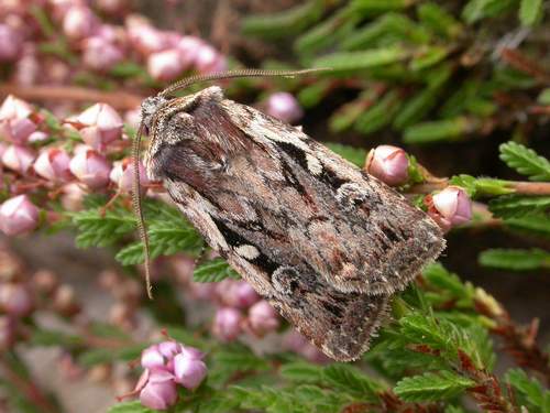 Heath Rustic