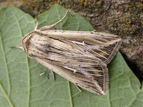 L-album Wainscot