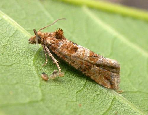 Lobesia littoralis
