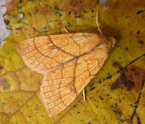 Orange Sallow