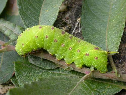 Poplar Hawk-moth larva