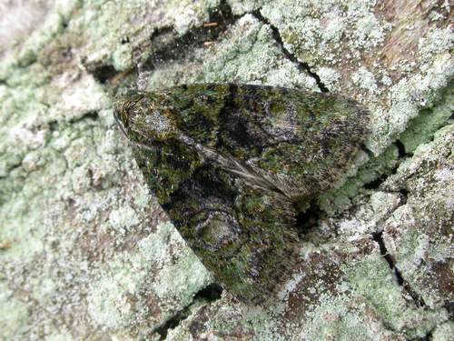 Tree-lichen Beauty