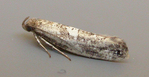 Acrolepiopsis assectella