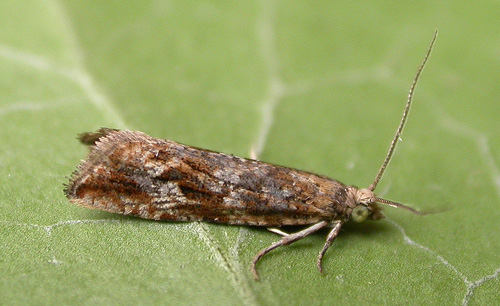 Bactra furfurana