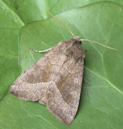 Butterbur