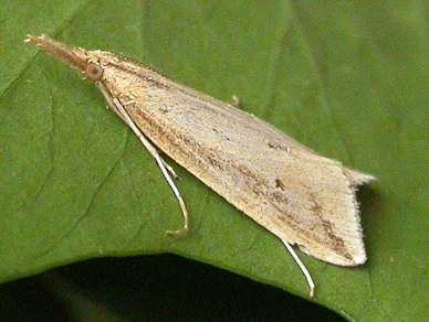 Donacaula forficella