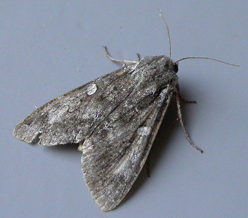 Great Brocade