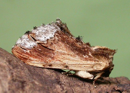 Maple Prominent