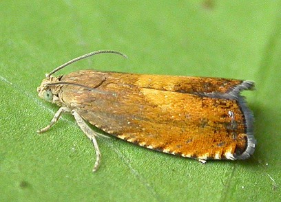 Pammene aurita