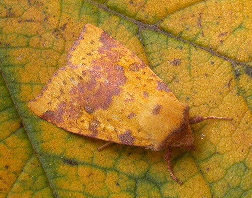 Pink-barred Sallow