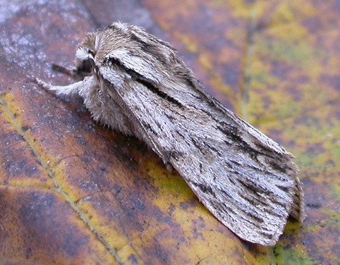 Sprawler