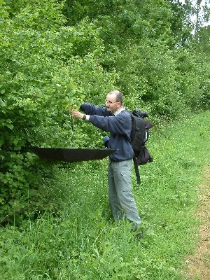 Looking for larvae Looking for larvae